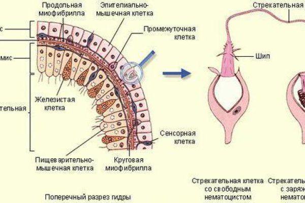 Ссылка кракен kraken torion net